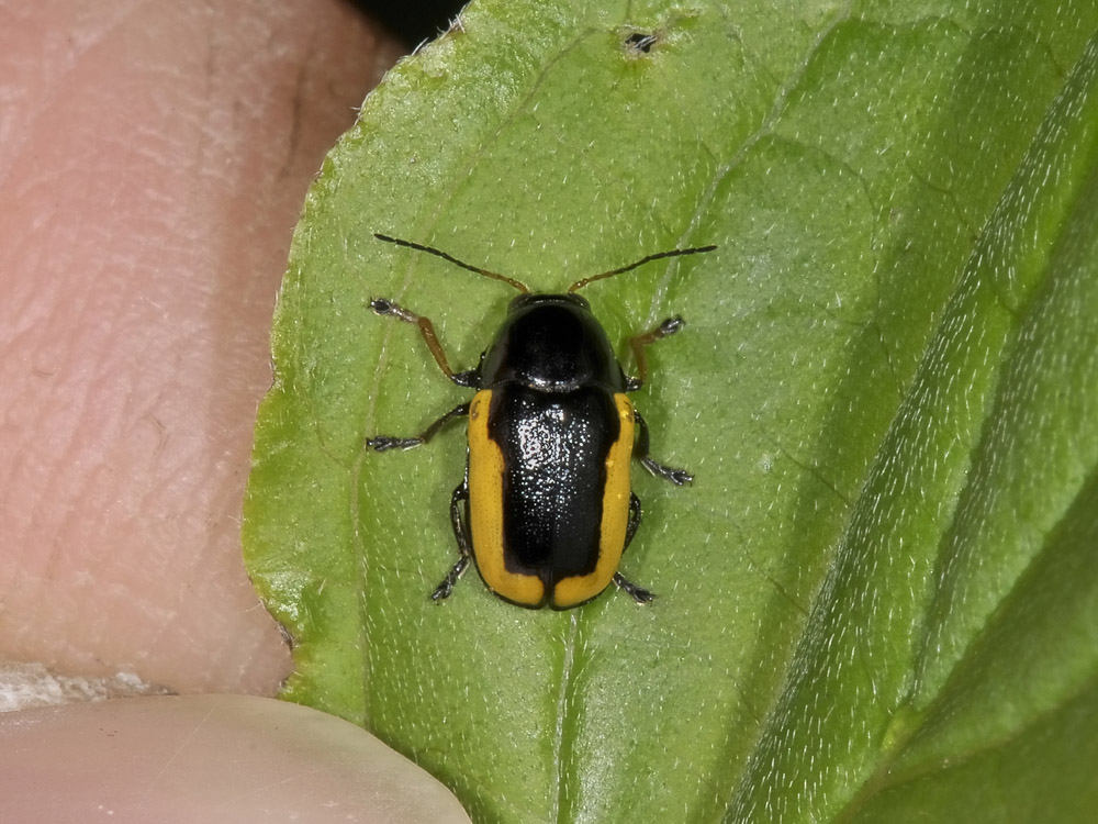 Cryptocephalus stragula